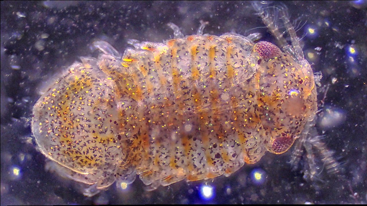 La pallina corazzata del mare: il crostaceo isopode Lekanesphaera La pallina corazzata del mare: il crostaceo isopode Lekanesphaera